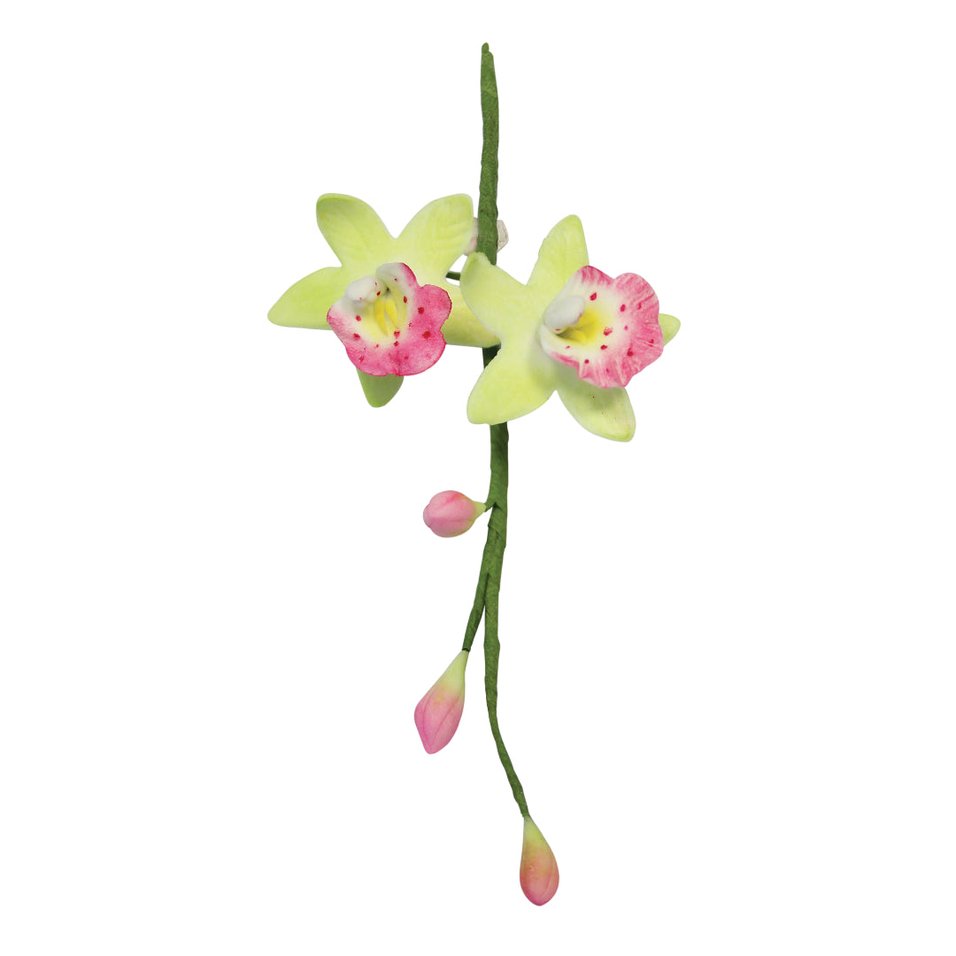 Cymbidium Orchid Flower Small