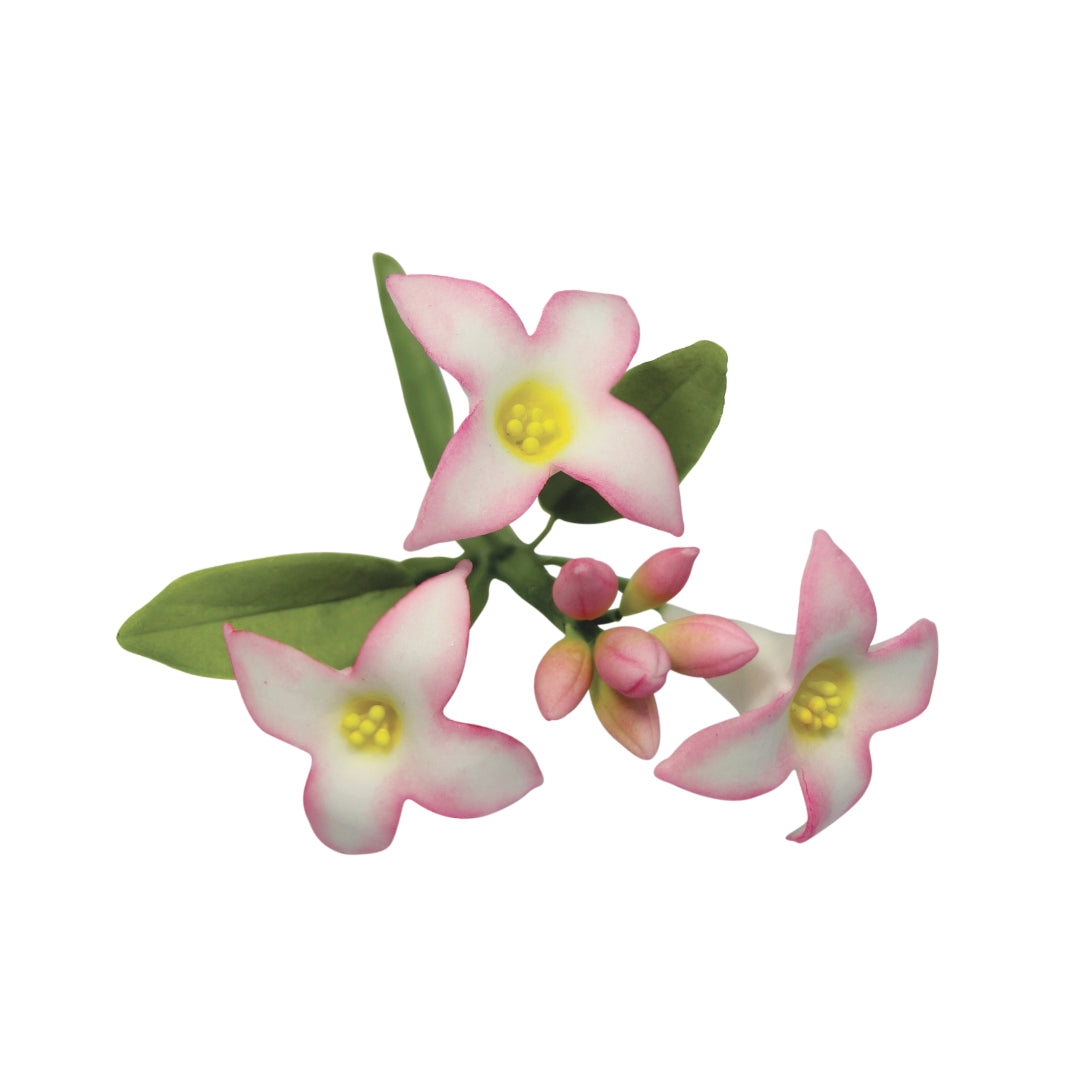 Daphne Flower Petal Cutters Set2